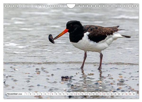 Produktbild: Wintertage auf Norderney (Wandkalender 2026 DIN A4 quer), CALVENDO Monatskalender