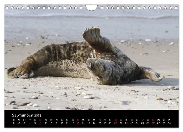 Produktbild: Kegelrobben und Seehunde (Wandkalender 2026 DIN A4 quer), CALVENDO Monatskalender