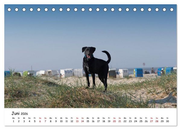 Produktbild: Strandurlaub mit Hund (Tischkalender 2026 DIN A5 quer), CALVENDO Monatskalender