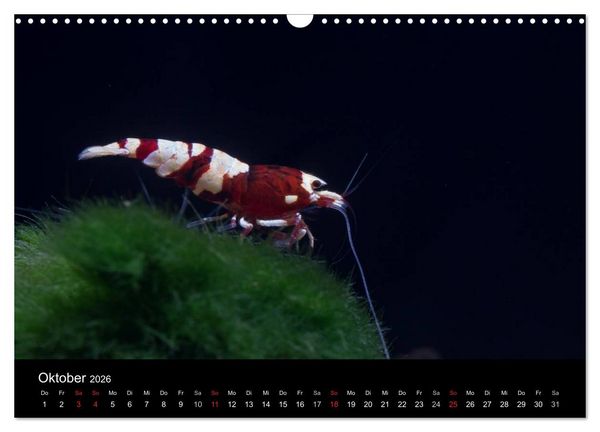 Produktbild: Zwerggarnelen - gepanzerte Juwelen im Aquarium (Wandkalender 2026 DIN A3 quer), CALVENDO Monatskalender