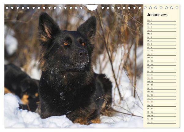 Produktbild: Altdeutsche H&uuml;tehunde - Fast vergessen (Wandkalender 2026 DIN A4 quer), CALVENDO Monatskalender