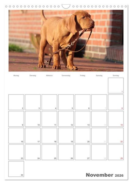 Produktbild: Magyar Vizsla (Wandkalender 2026 DIN A3 hoch), CALVENDO Monatskalender