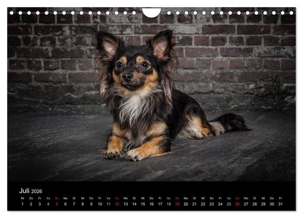 Produktbild: Urban Dogs - Hundekalender der anderen Art (Wandkalender 2026 DIN A4 quer), CALVENDO Monatskalender