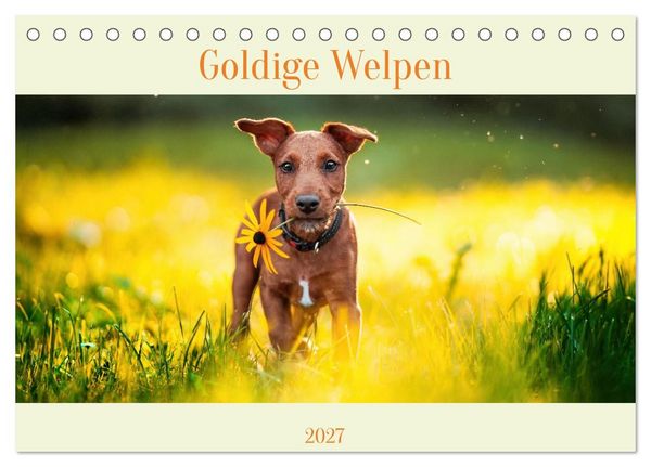 Produktbild: Pfotenblitzers Goldige Welpen (Tischkalender 2027 DIN A5 quer), CALVENDO Monatskalender