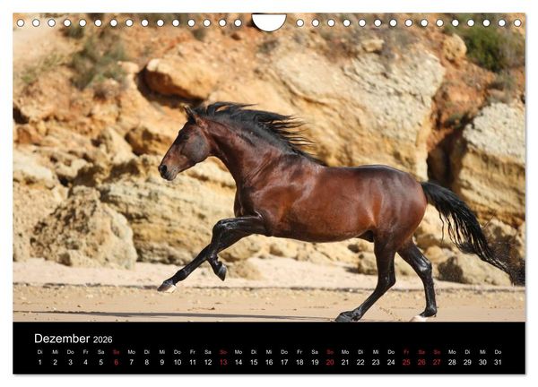 Produktbild: Caballos Spanische Pferde 2026 (Wandkalender 2026 DIN A4 quer), CALVENDO Monatskalender