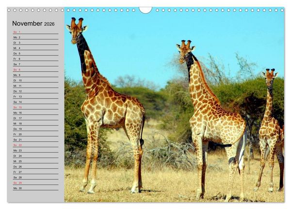 Produktbild: Giraffen. Dem Himmel so nah (Wandkalender 2026 DIN A3 quer), CALVENDO Monatskalender