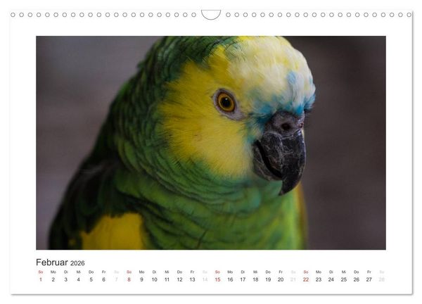 Produktbild: Kunterbunte Papageien und Sittiche (Wandkalender 2026 DIN A3 quer), CALVENDO Monatskalender