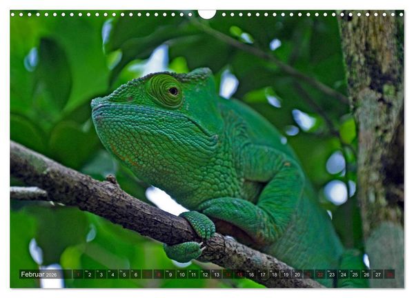 Produktbild: Cham&auml;leons - faszinierende Freak Show (Wandkalender 2026 DIN A3 quer), CALVENDO Monatskalender