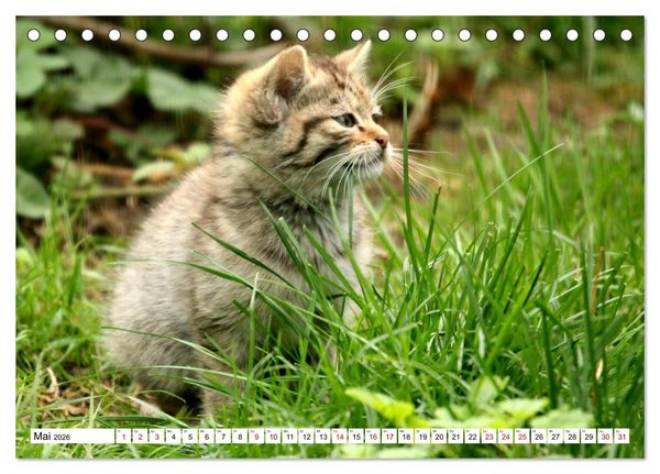 Produktbild: Wildkatzen - Die lautlosen J&auml;ger des Waldes (Tischkalender 2026 DIN A5 quer), CALVENDO Monatskalender