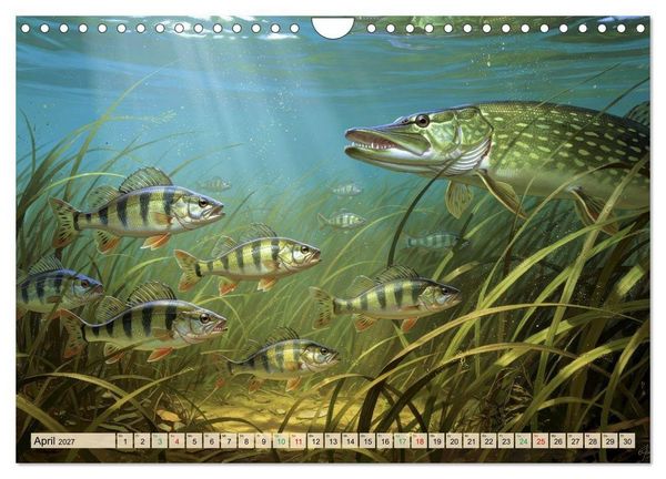 Produktbild: Barsche im See (Wandkalender 2027 DIN A4 quer), CALVENDO Monatskalender