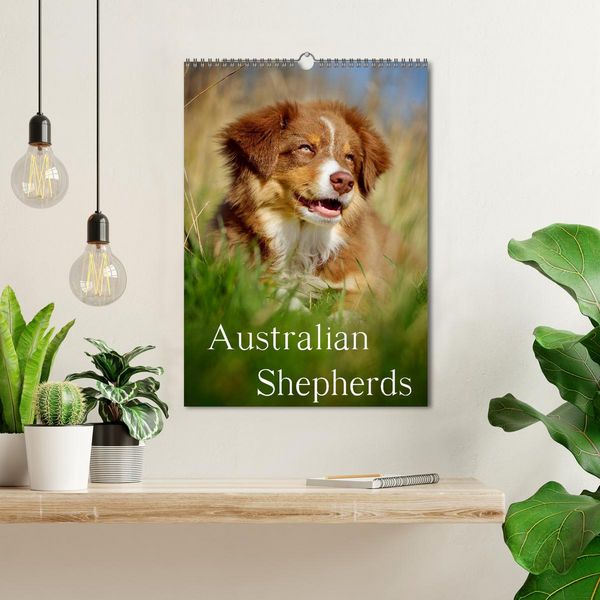 Produktbild: Australian Shepherds (Wandkalender 2026 DIN A3 hoch), CALVENDO Monatskalender