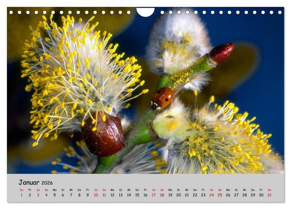 Produktbild: Blumen &uuml;berall, zur Freude Menschen (Wandkalender 2026 DIN A4 quer), CALVENDO Monatskalender