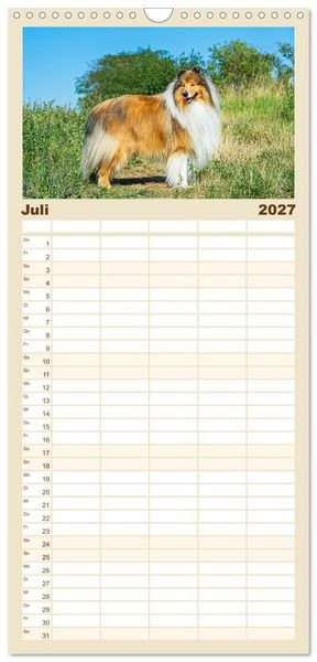 Produktbild: Familienplaner 2027 - Faszinierende Rough Collies mit 5 Spalten (Wandkalender, 21 x 45 cm) CALVENDO