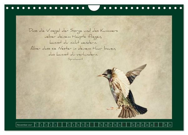 Produktbild: Stare und Weisheiten (Wandkalender 2027 DIN A4 quer), CALVENDO Monatskalender