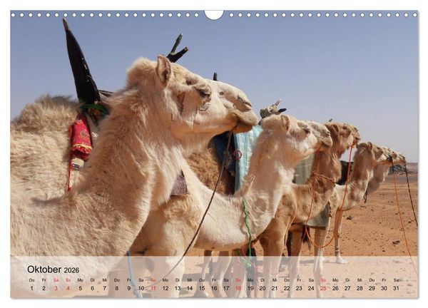 Produktbild: Kamele in der W&uuml;stensonne (Wandkalender 2026 DIN A3 quer), CALVENDO Monatskalender