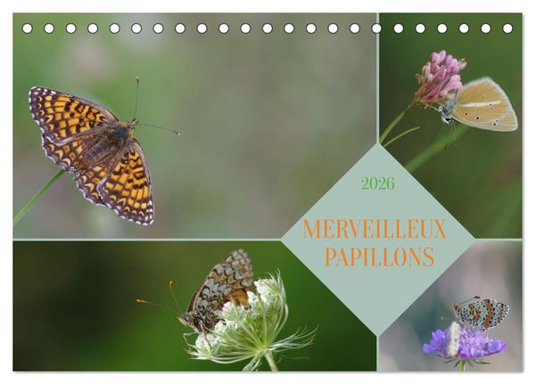 Produktbild: Merveilleux papillons (Calendrier de bureau 2026 DIN A5 vertical), CALVENDO calendrier mensuel