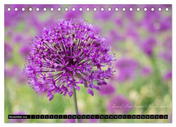 Produktbild: Zierbilder der Natur BLUMEN (Tischkalender 2026 DIN A5 quer), CALVENDO Monatskalender
