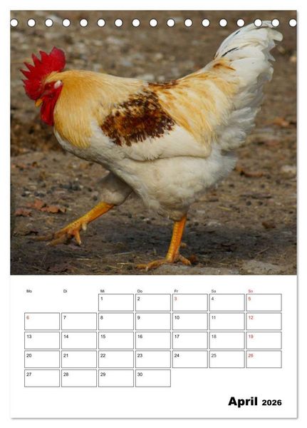 Produktbild: H&uuml;hner Terminplaner (Tischkalender 2026 DIN A5 hoch), CALVENDO Monatskalender