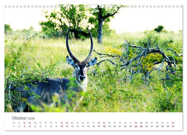 Produktbild: Safari / Afrika (Wandkalender 2026 DIN A3 quer), CALVENDO Monatskalender