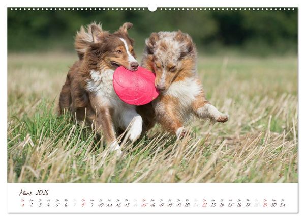 Produktbild: Wunderbare Australian Shepherds (hochwertiger Premium Wandkalender 2026 DIN A2 quer), Kunstdruck in Hochglanz