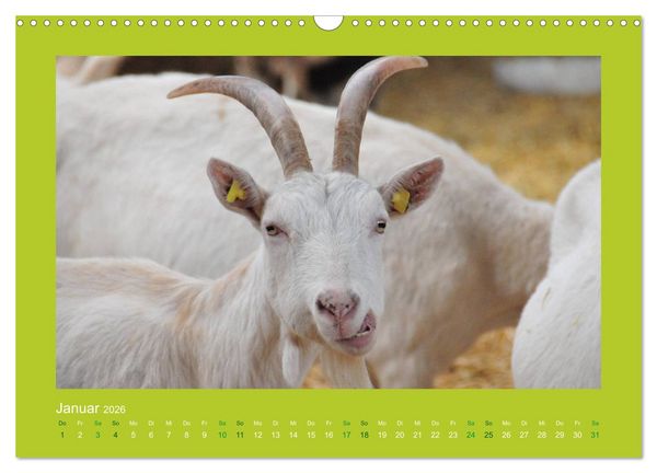 Produktbild: Ziegenkalender 2026 (Wandkalender 2026 DIN A3 quer), CALVENDO Monatskalender