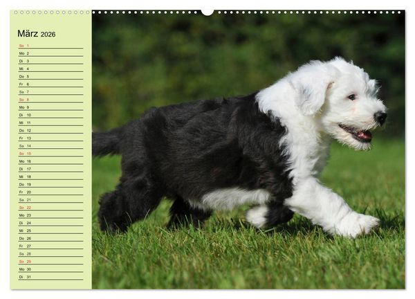 Produktbild: Traumhund Bobtail (Wandkalender 2026 DIN A2 quer), CALVENDO Monatskalender
