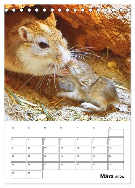 Produktbild: Mongolische Rennm&auml;use (Tischkalender 2026 DIN A5 hoch), CALVENDO Monatskalender