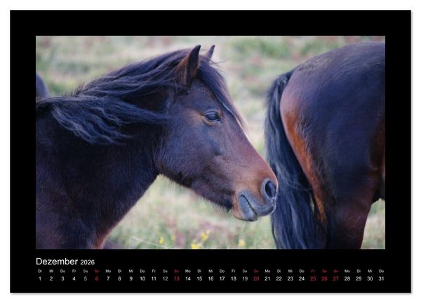 Produktbild: Garranos - Bedrohte Wildpferde Europas (Tischkalender 2026 DIN A5 quer), CALVENDO Monatskalender