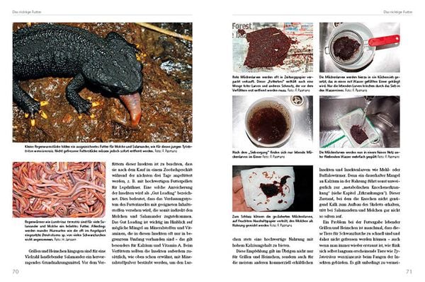 Produktbild: Molche und Salamander halten und z&uuml;chten