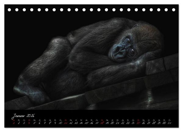 Produktbild: Gorilla (Tischkalender 2026 DIN A5 quer), CALVENDO Monatskalender