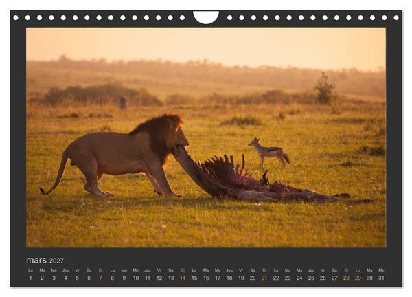 Produktbild: Lions &ndash; Photographies de la faune (Calendrier mural 2027 DIN A4 vertical), CALVENDO calendrier mensuel