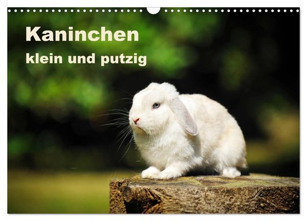 Produktbild: Kaninchen klein und putzig (Wandkalender 2026 DIN A3 quer), CALVENDO Monatskalender