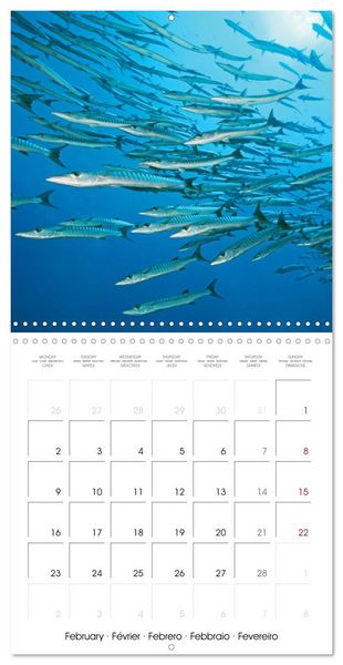 Produktbild: Diving in the deep blue sea (Wall Calendar 2026 12 &times; 12 Inch) CALVENDO 12 Month Wall Calendar