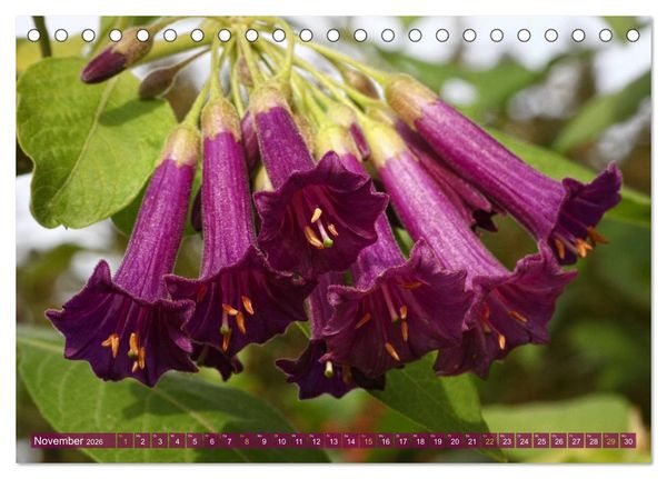 Produktbild: Flower Power - Zauberhafte K&uuml;belpflanzen (Tischkalender 2026 DIN A5 quer), CALVENDO Monatskalender