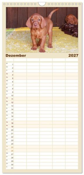 Produktbild: Familienplaner 2027 - Magyar Vizsla - Vielseitiger Jagdhund mit 5 Spalten (Wandkalender, 21 x 45 cm) CALVENDO