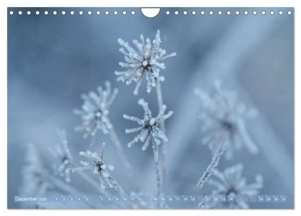 Produktbild: Die Poesie der Pflanzenwelt - Im Wandel der Jahreszeiten (Wandkalender 2026 DIN A4 quer), CALVENDO Monatskalender
