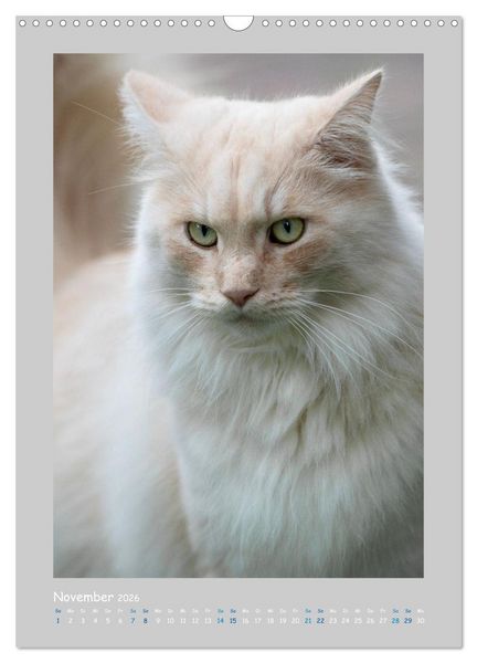 Produktbild: Maincoon & Co. - Rassekatzen mit Klasse (Wandkalender 2026 DIN A3 hoch), CALVENDO Monatskalender