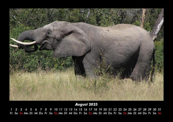 Produktbild: Elefanten Kalender 2025 Fotokalender DIN A3