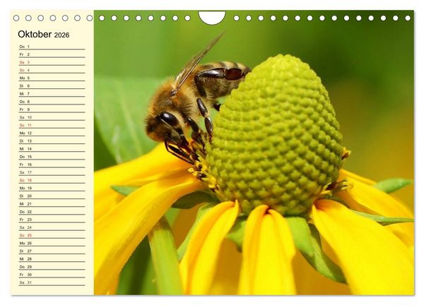 Produktbild: Flei&szlig;ige Bienen. Von der Bl&uuml;te bis zum Honig (Wandkalender 2026 DIN A4 quer), CALVENDO Monatskalender
