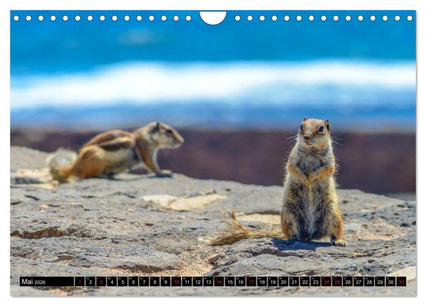 Produktbild: Fuerteventura - Hart am Wind (Wandkalender 2026 DIN A4 quer), CALVENDO Monatskalender