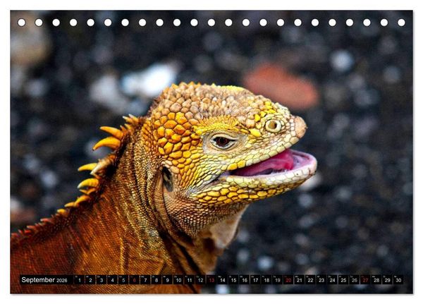 Produktbild: Galapagos Archipel- Faszination Tierwelt (Tischkalender 2026 DIN A5 quer), CALVENDO Monatskalender