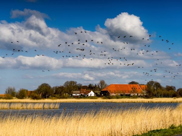 Produktbild: CALVENDO Puzzle Bauernhaus bei Greetsiel | 1000 Teile Lege-Gr&ouml;&szlig;e 64x48cm Foto-Puzzle f&uuml;r gl&uuml;ckliche Stunden