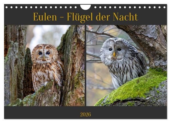Produktbild: Eulen - Fl&uuml;gel der Nacht (Wandkalender 2026 DIN A4 quer), CALVENDO Monatskalender