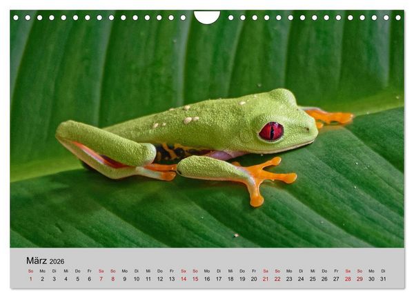 Produktbild: COSTA RICA - Tierische Momente (Wandkalender 2026 DIN A4 quer), CALVENDO Monatskalender