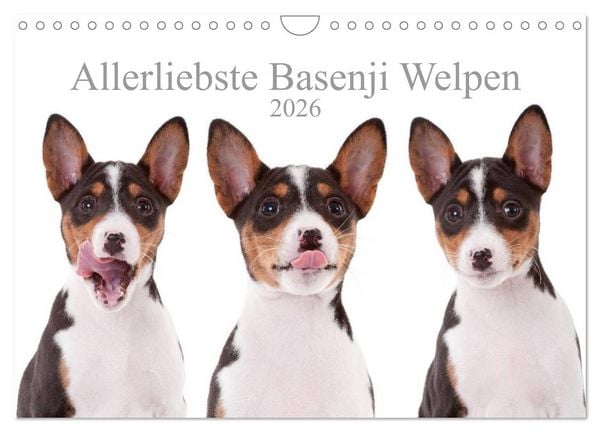 Produktbild: Allerliebste Basenji Welpen 2026 (Wandkalender 2026 DIN A4 quer), CALVENDO Monatskalender