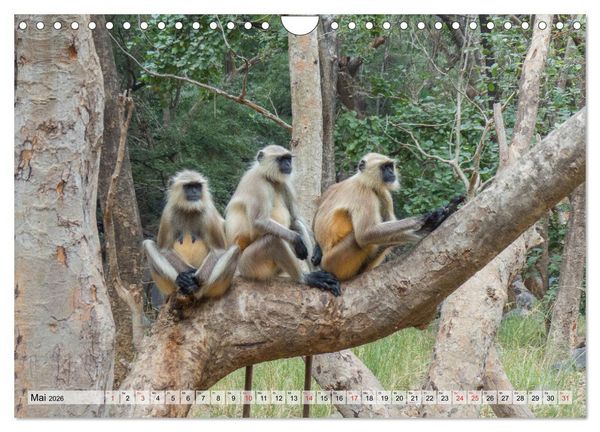 Produktbild: Indien - Eindrucksvoller Subkontinent (Wandkalender 2026 DIN A4 quer), CALVENDO Monatskalender