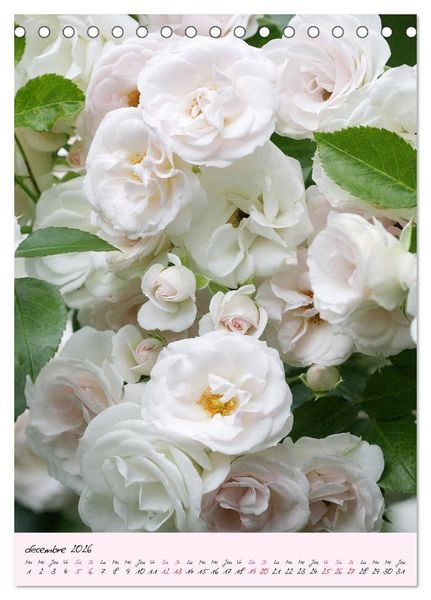 Produktbild: Une f&ecirc;te des roses (Calendrier de bureau 2026 DIN A5 horizontal), CALVENDO calendrier mensuel