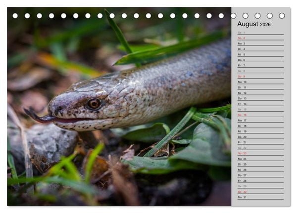 Produktbild: Salamander und Co. (Tischkalender 2026 DIN A5 quer), CALVENDO Monatskalender