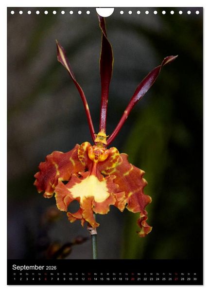 Produktbild: Faszination Orchideen (Wandkalender 2026 DIN A4 hoch), CALVENDO Monatskalender