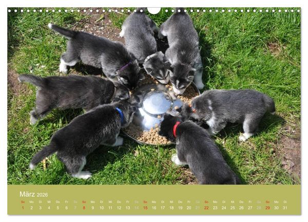 Produktbild: Husky Welpen (Wandkalender 2026 DIN A3 quer), CALVENDO Monatskalender